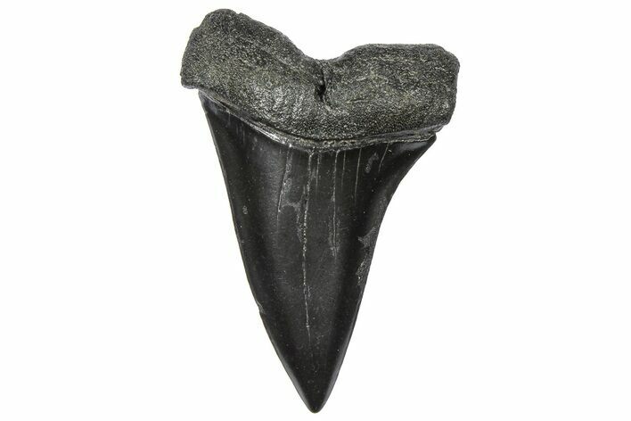 Fossil Broad-Toothed Mako Tooth - South Carolina #360873